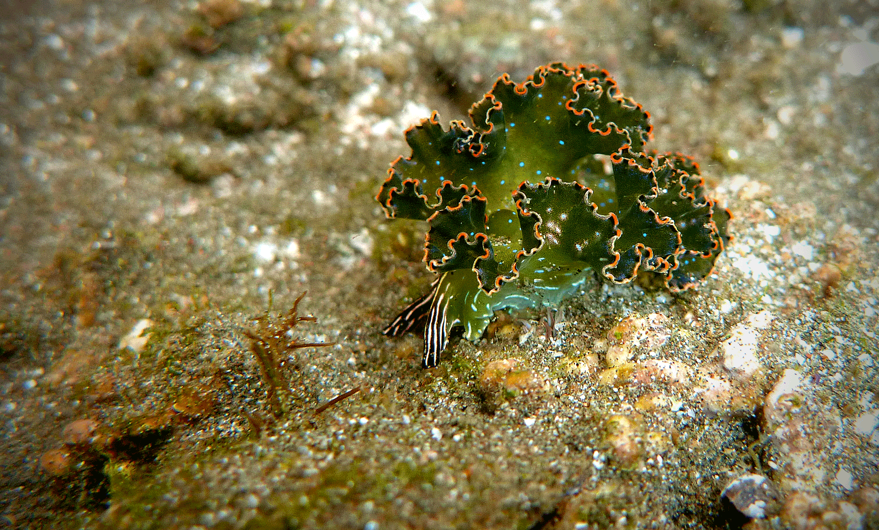 Lettuce Slug (Elysia Diomedea)